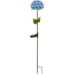 Bild von Gartenspiess Hortensia blau