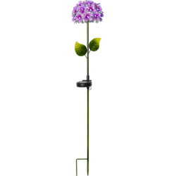 Bild von Gartenspiess Hortensia violet